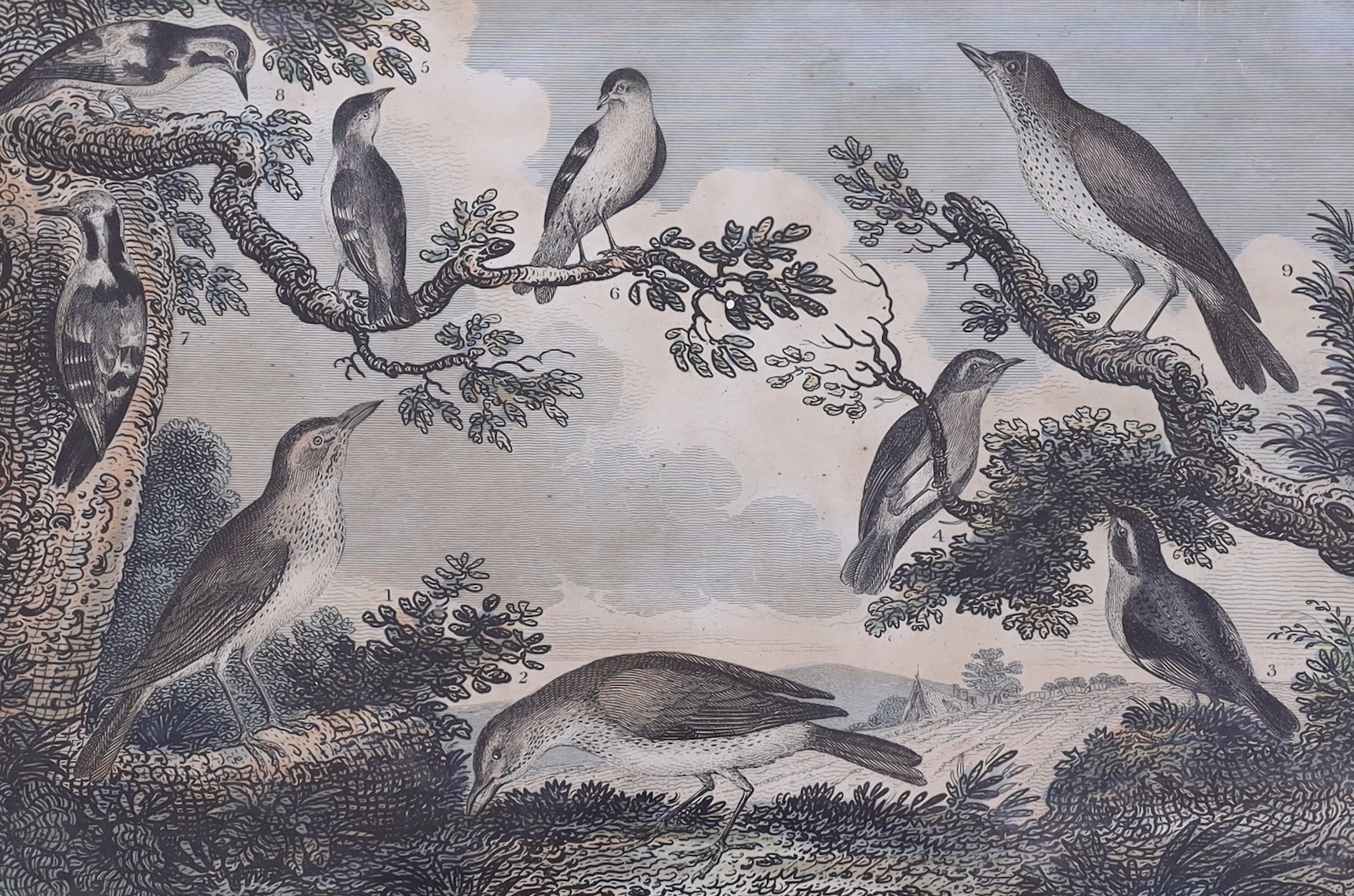 Victorian School, three hand coloured engravings, Studies of British Birds, 21 x 31cm